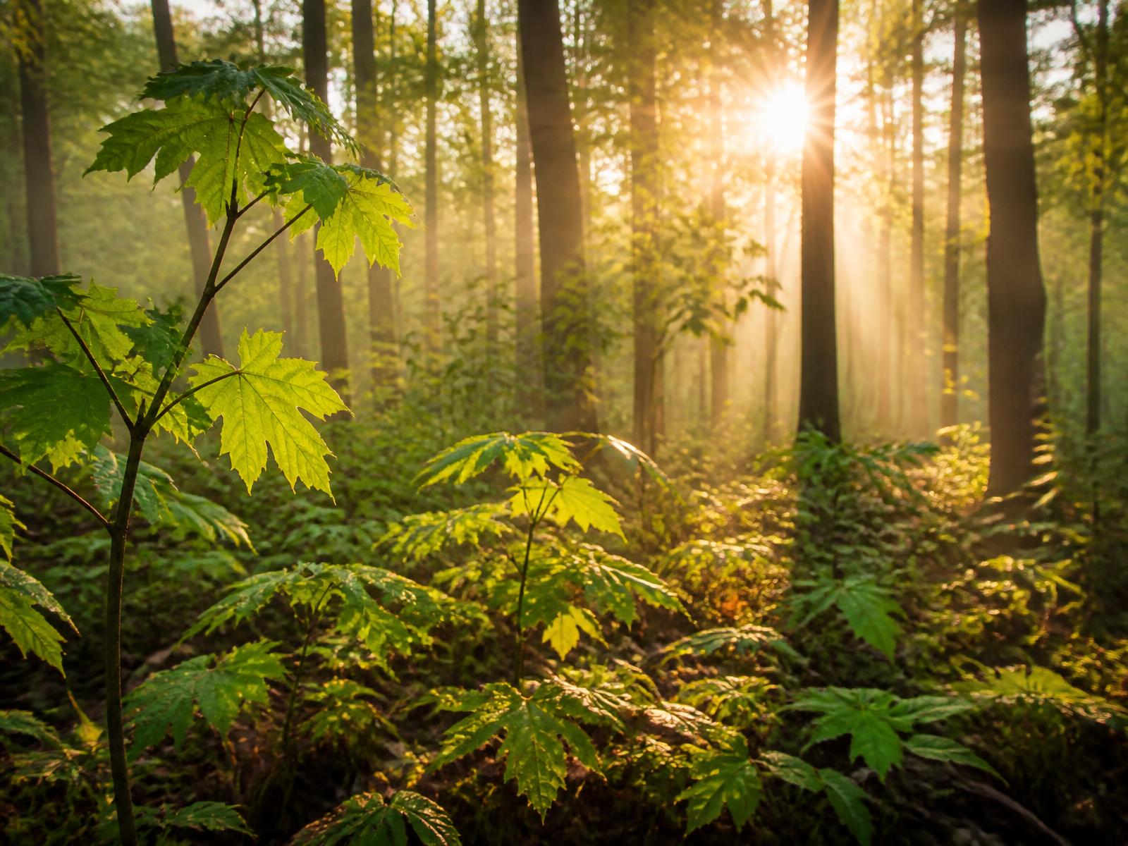 Sunlight streaming through fresh green woodland saplings on a misty morning
